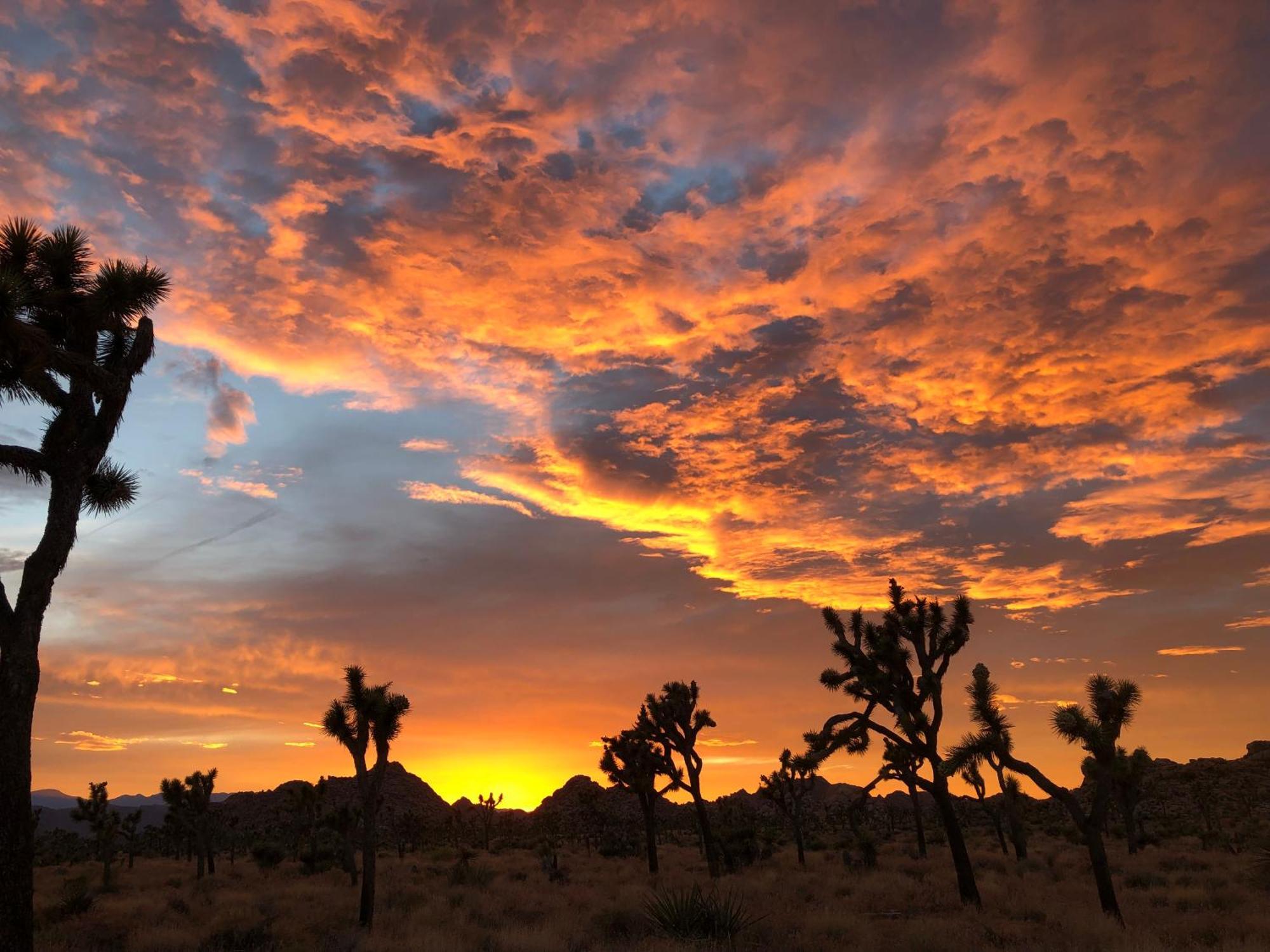 Cozy Desert Retreat With Amazing Views Only 4 Miles To Jtnp ジョシュア・ツリー エクステリア 写真