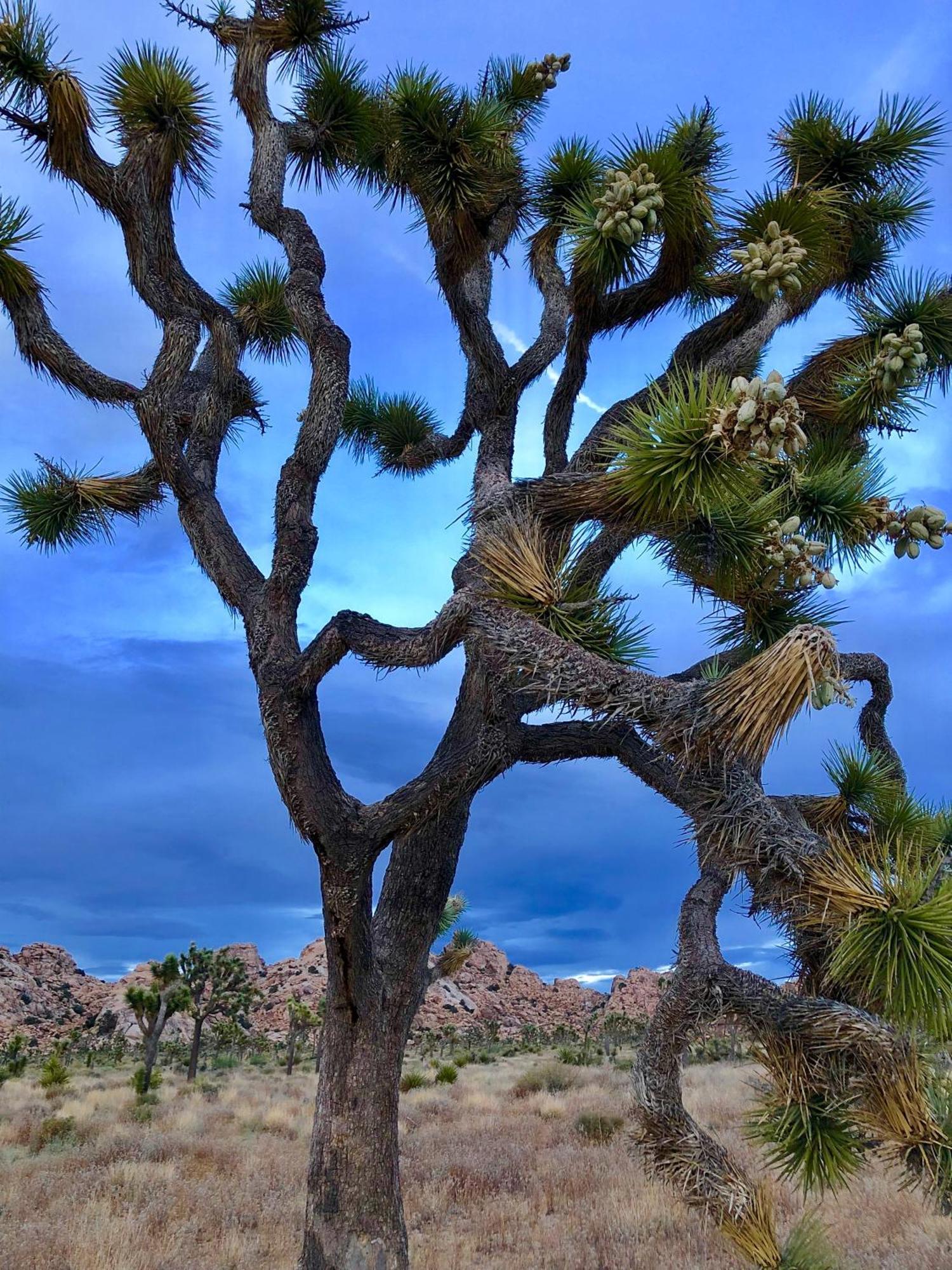 Cozy Desert Retreat With Amazing Views Only 4 Miles To Jtnp ジョシュア・ツリー エクステリア 写真