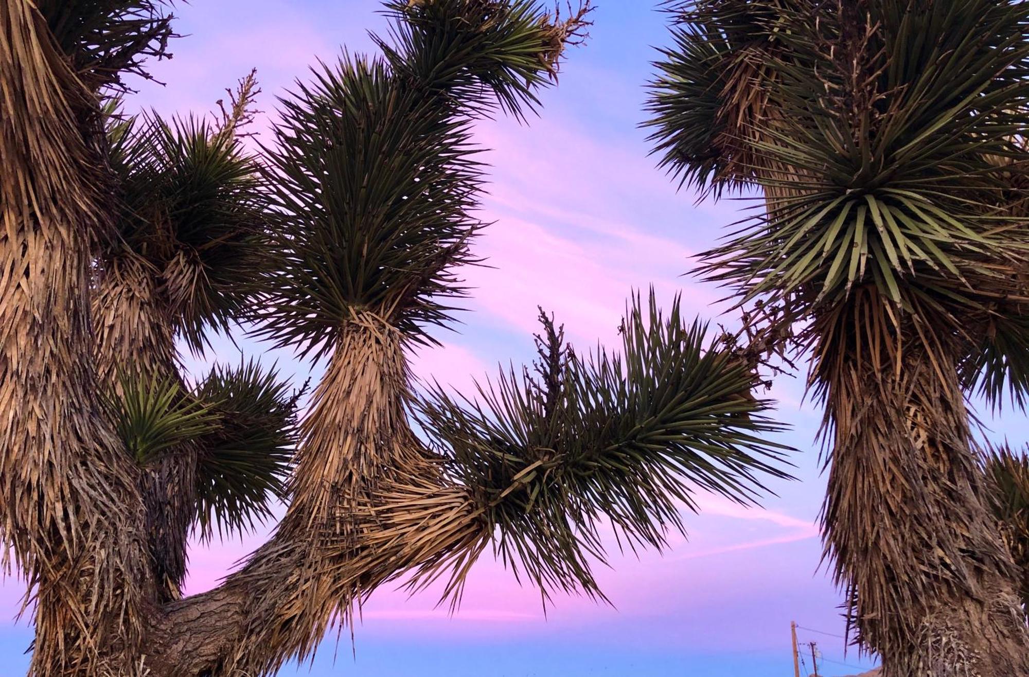 Cozy Desert Retreat With Amazing Views Only 4 Miles To Jtnp ジョシュア・ツリー エクステリア 写真